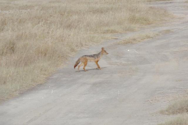 00jackal