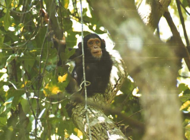 18chimpanzee